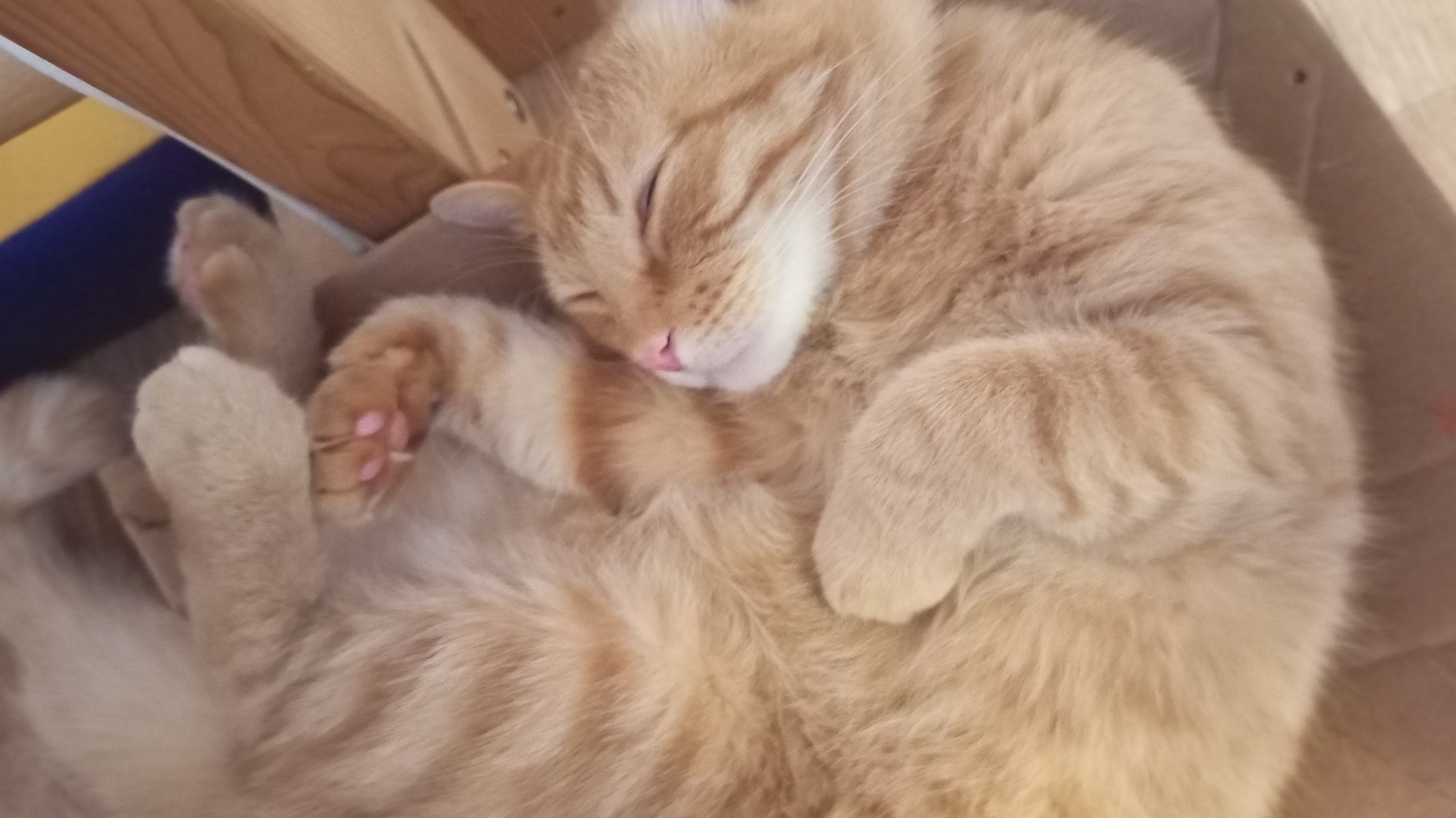 дада коту яйцо. Ватсон в шоке