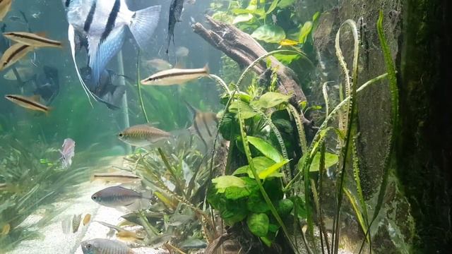 my tank