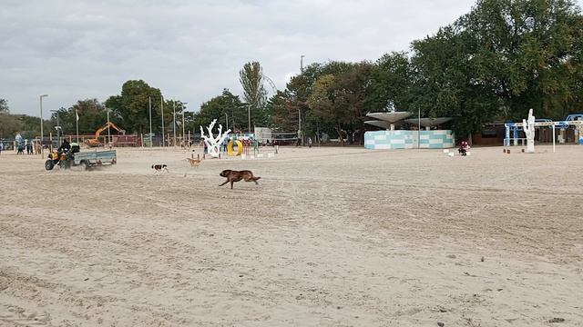 Дикие собаки на пляжах Анапы.