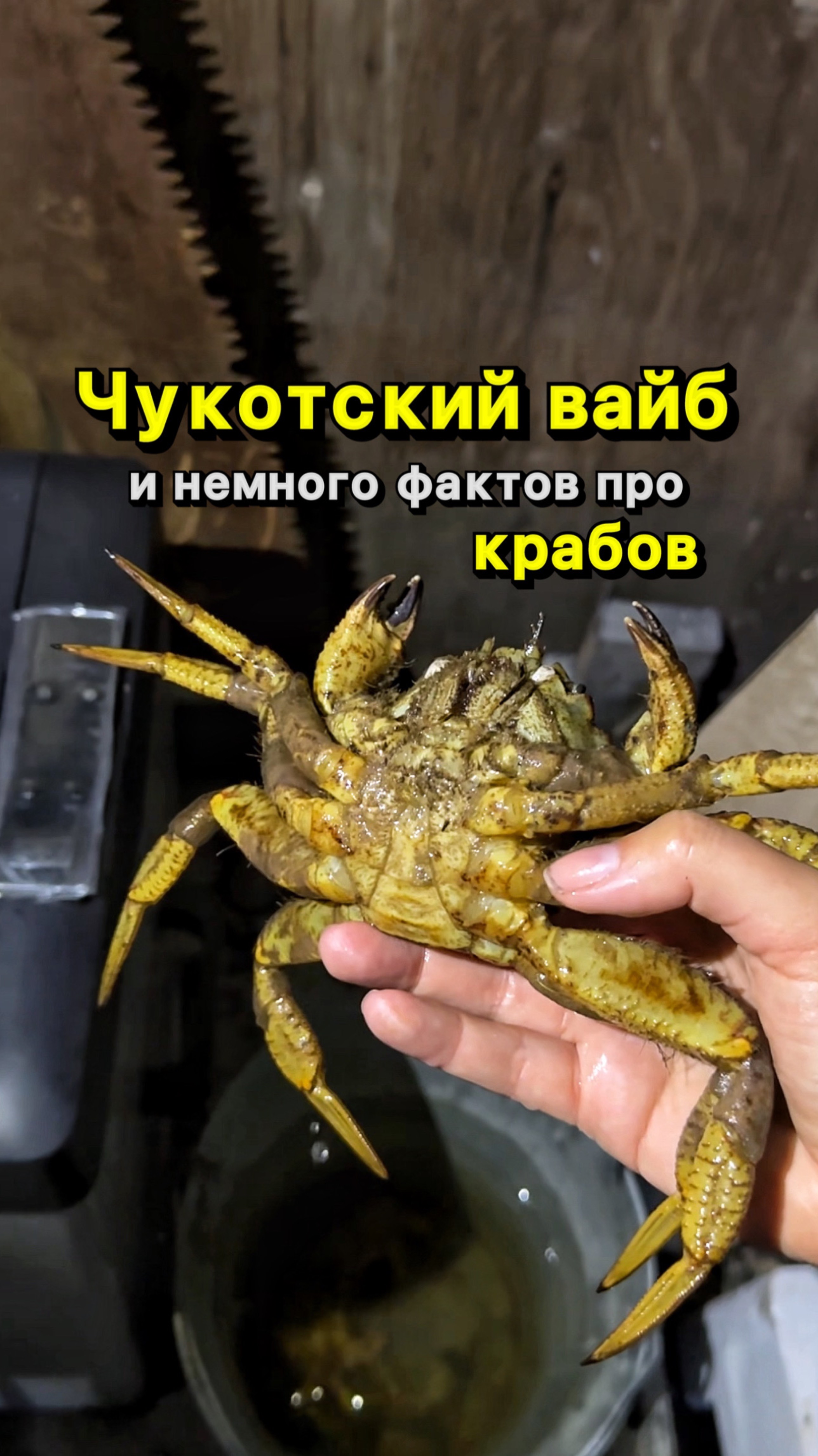 Чукотский краб