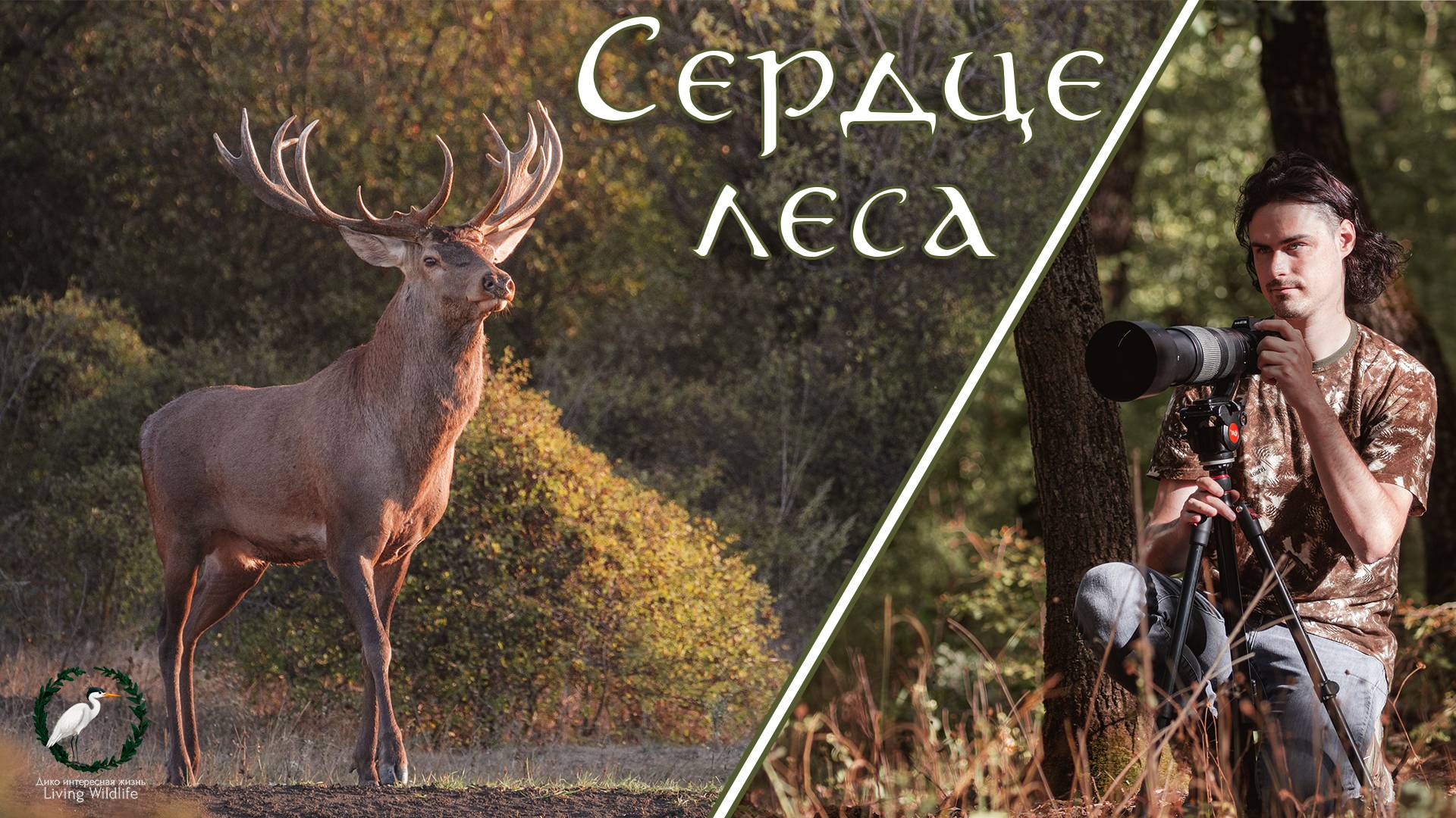 СЕРДЦЕ ЛЕСА | Короткометражный фильм о дикой природе