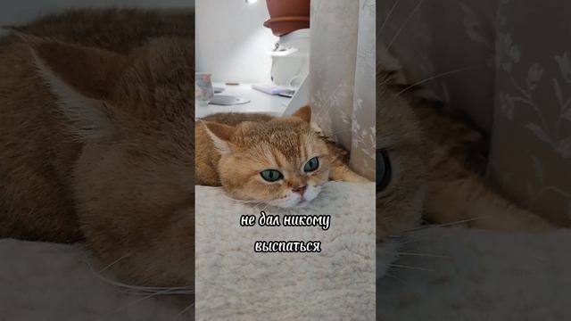 Кот  хулиган #cat #смешнойкот #cutecat #кот #смешныекоты #милыекоты #приколыскотами #кошка