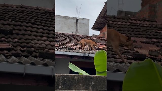 Sri Lanka  vid 5 #travel #shorts #rooftop #animals #iriskaonechester