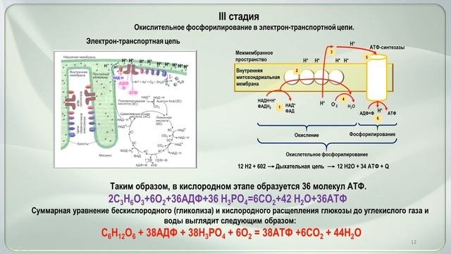 Консультация по подготовке к ЕГЭ по биологии