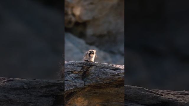 Манул — маленький хищник с суровым характером