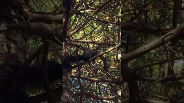 Поход с мамой за шишками в сосновый бор!