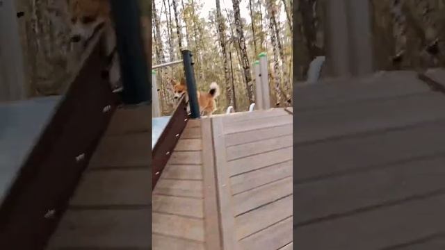 Коржик катается с горки #коржмарти #корги #собака #юмор #смешно #corgi #dog #funny