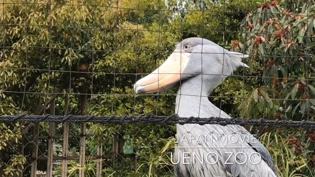 Walking around Ueno Zoo : iphone 7 plus with dji osmo mobile 2