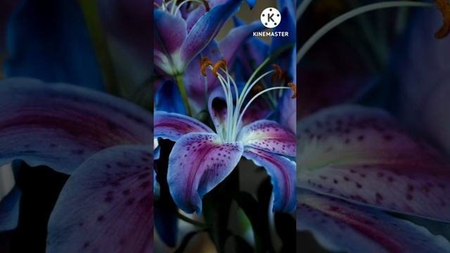 #russia #россия ♥️💙 Фото-видеоподборка 🌷 Доброго утра и хорошего дня ☕