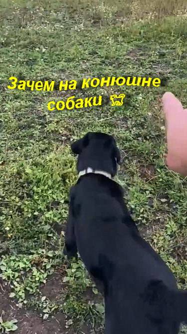 Зачем на конюшне собаки 🐕