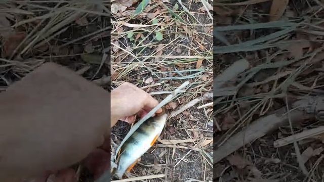 Окунь как из пулемета...