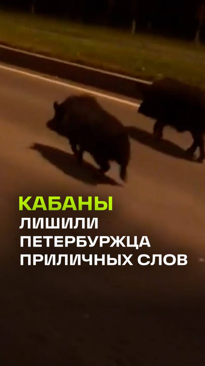 «Да ну н***, кабаны!»: петербуржец пришел в неописуемый восторг от встречи с хрюканами