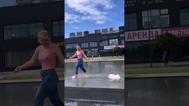 Все о породе Померанский Шпиц.