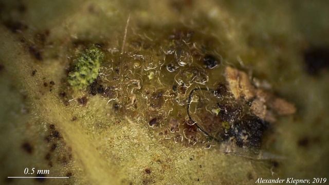 Laurus leaf under microscope