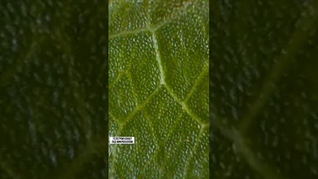 A leaf under a microscope