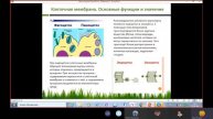 Клеточные мембраны и гидроплазма Water for life. Лектор Ирина Чеканина