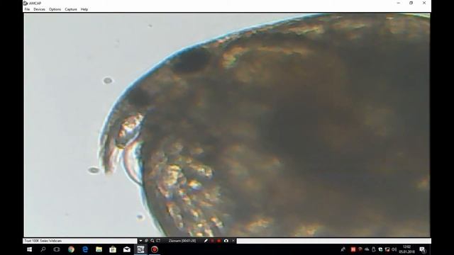 Test TRAVELER Junior Mikroskop  -Wasserflöhe - water fleas