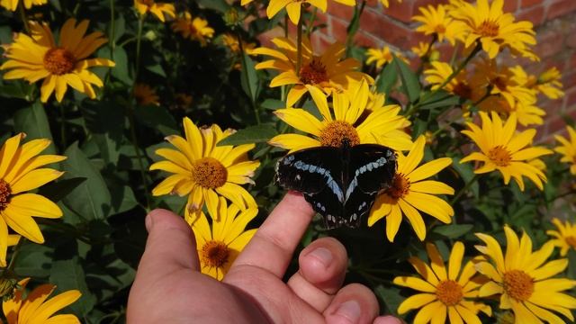 Papilio Nireus