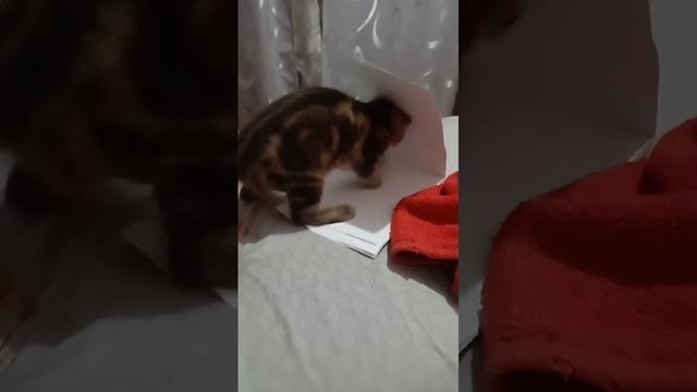 Кот Уктурский.