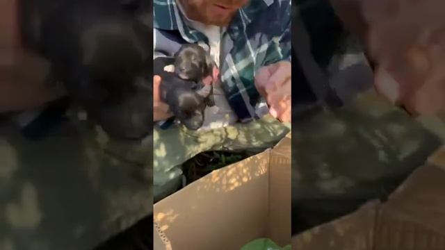 Выброшенные щенки