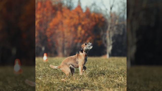 Соревновательное, оссеннее)