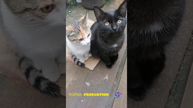 Маша и Вася ❤️ они бездомные❤️.mp4