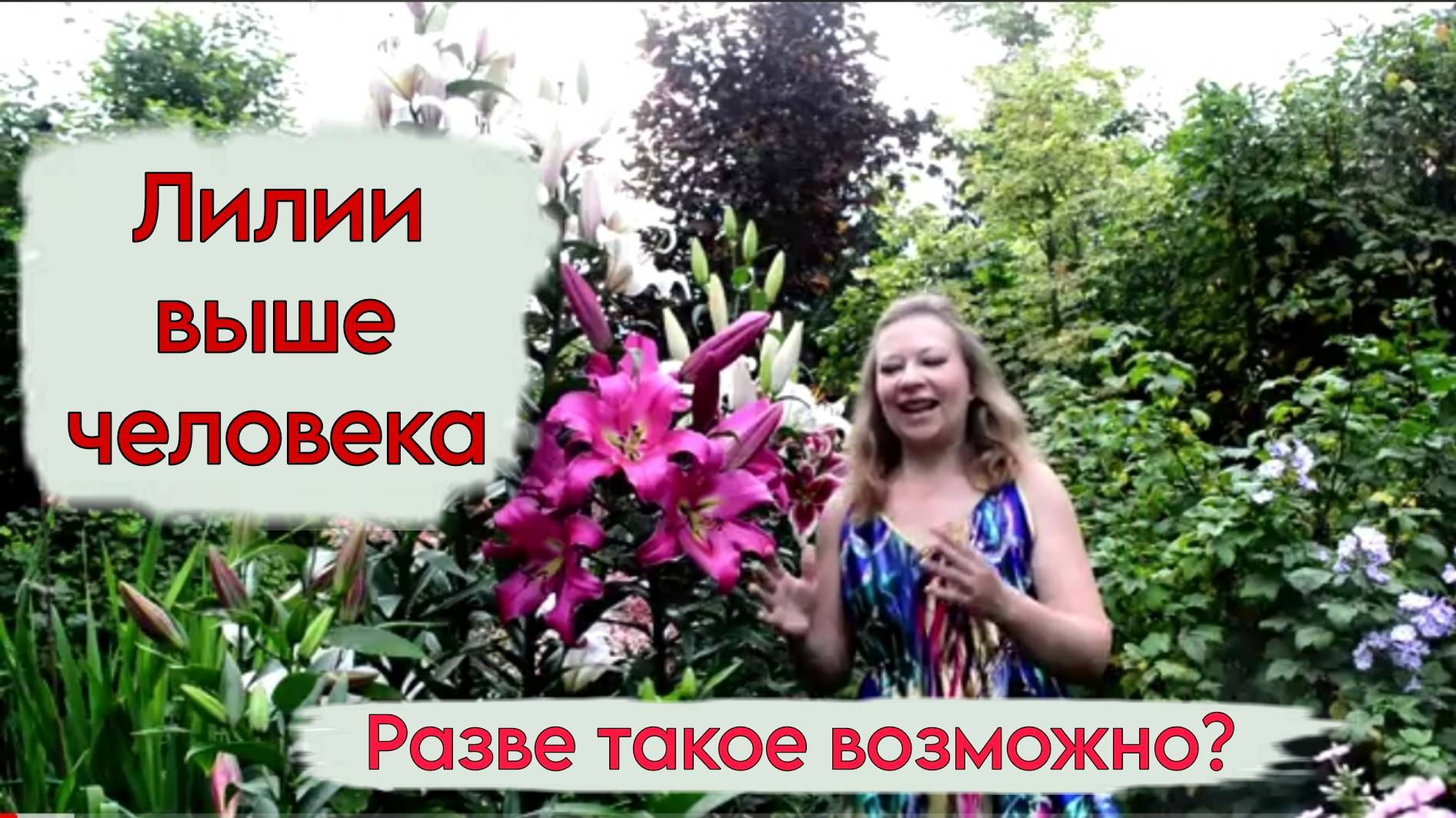 Лилии выше человека! Как такое возможно!