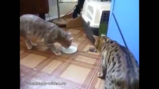 КИСЛОЕ МОЛОКО КОТАМ НЕ ПОНРАВИЛОСЬ!