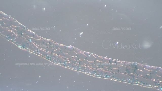 Marchantia moss frond in section filmed in static under microscope 100x with oblique light