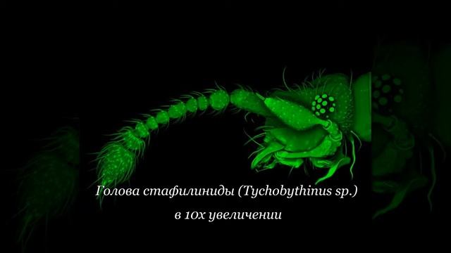 Удивительный микромир