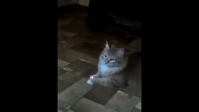 Кот и лазерная указка