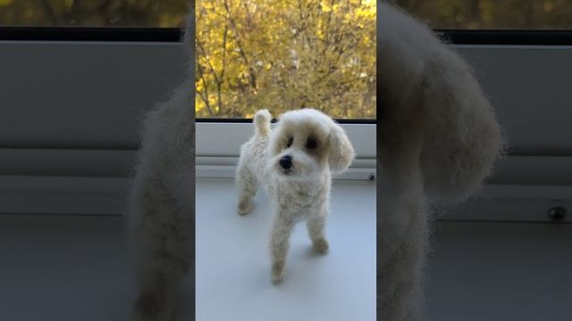 Пудель белый.mp4