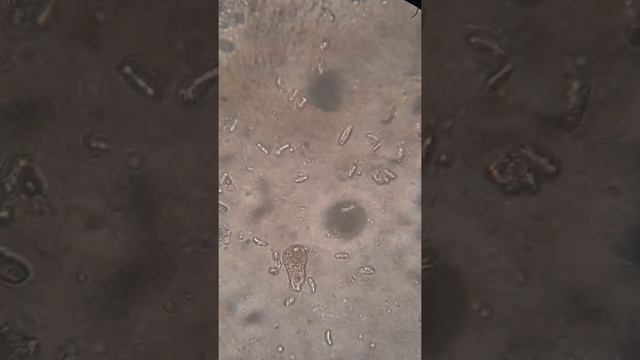 Вода под микроскопом