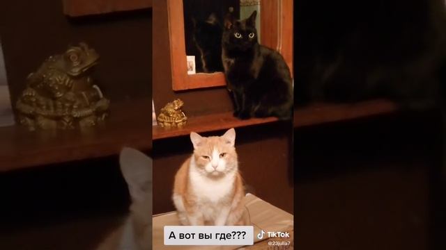 Они чувствуют 🤨😺❤️😺