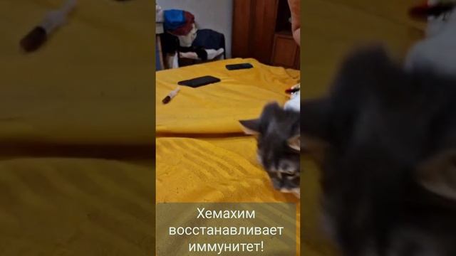 Хемахим спасает и котов. Заказать хемахим и любые товары Атоми лучше через меня!