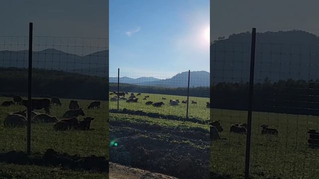 Потрясающие пейзажи, зелёная трава и целое пастбище коров. Это Адыгея