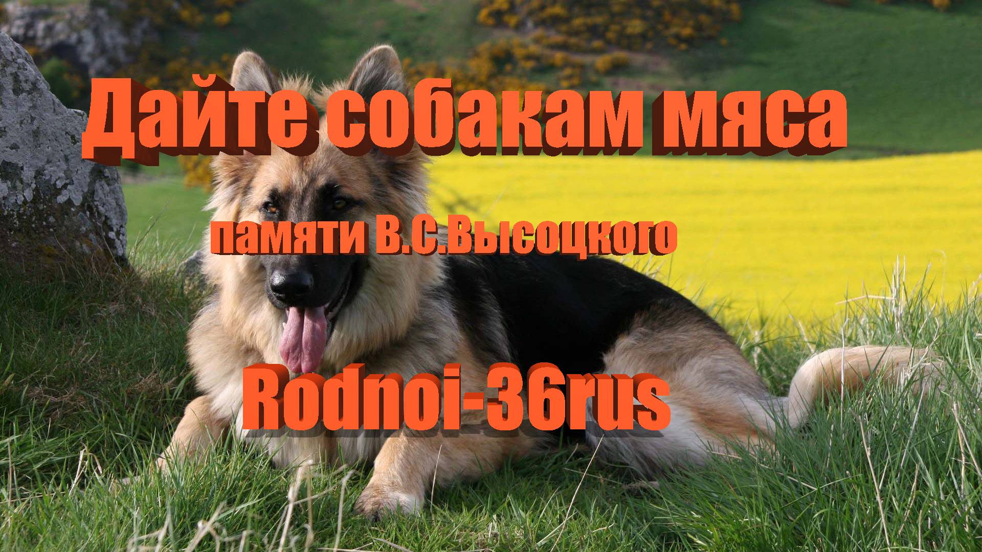 В.С.Высоцкий  "Дайте собакам мяса"