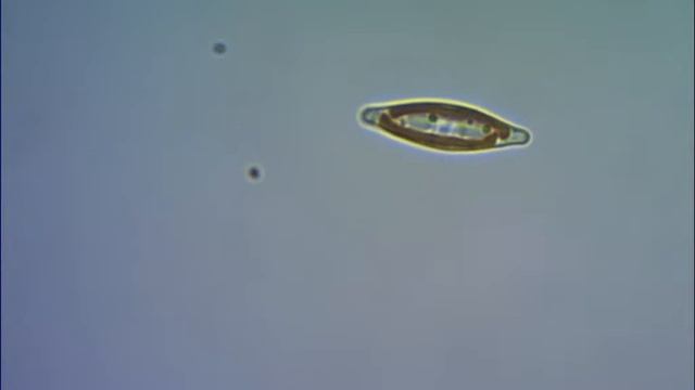 Диатомовая водоросль. under microscope