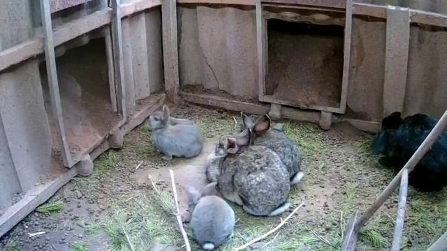 Кроличья яма. Видеонаблюдение.
