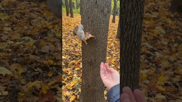 Закончились орешки #земнойирий #природа #белки #белочки #shorts