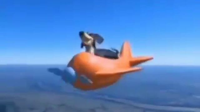 Я не собака я чайка