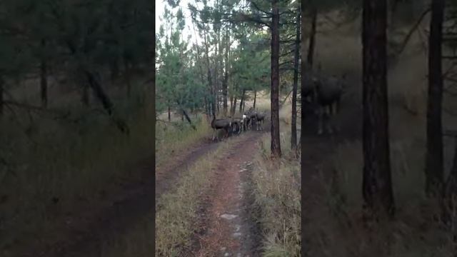 Deer on Mount Sentinel