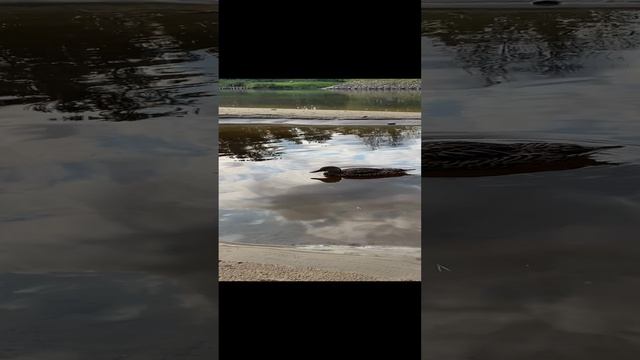 Снова утки 🦆 🦆 🦆