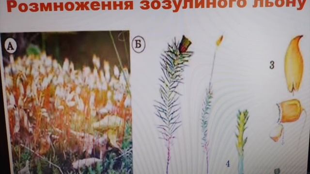 Мохи