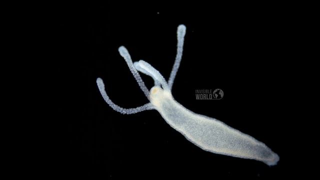 Гидра (лат. Hydra) и рачок Chydorus sp. под микроскопом.