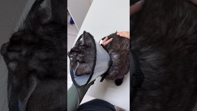 кошка - лайф