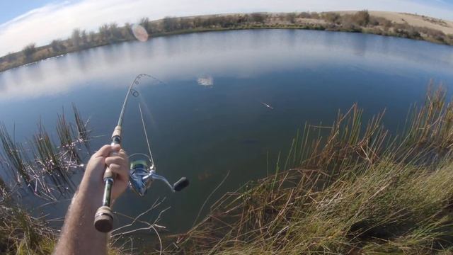 trout grasshopper