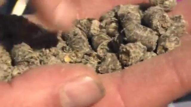 MainlinebaitsTV Mainline Hempseed pellets with Dave Lane