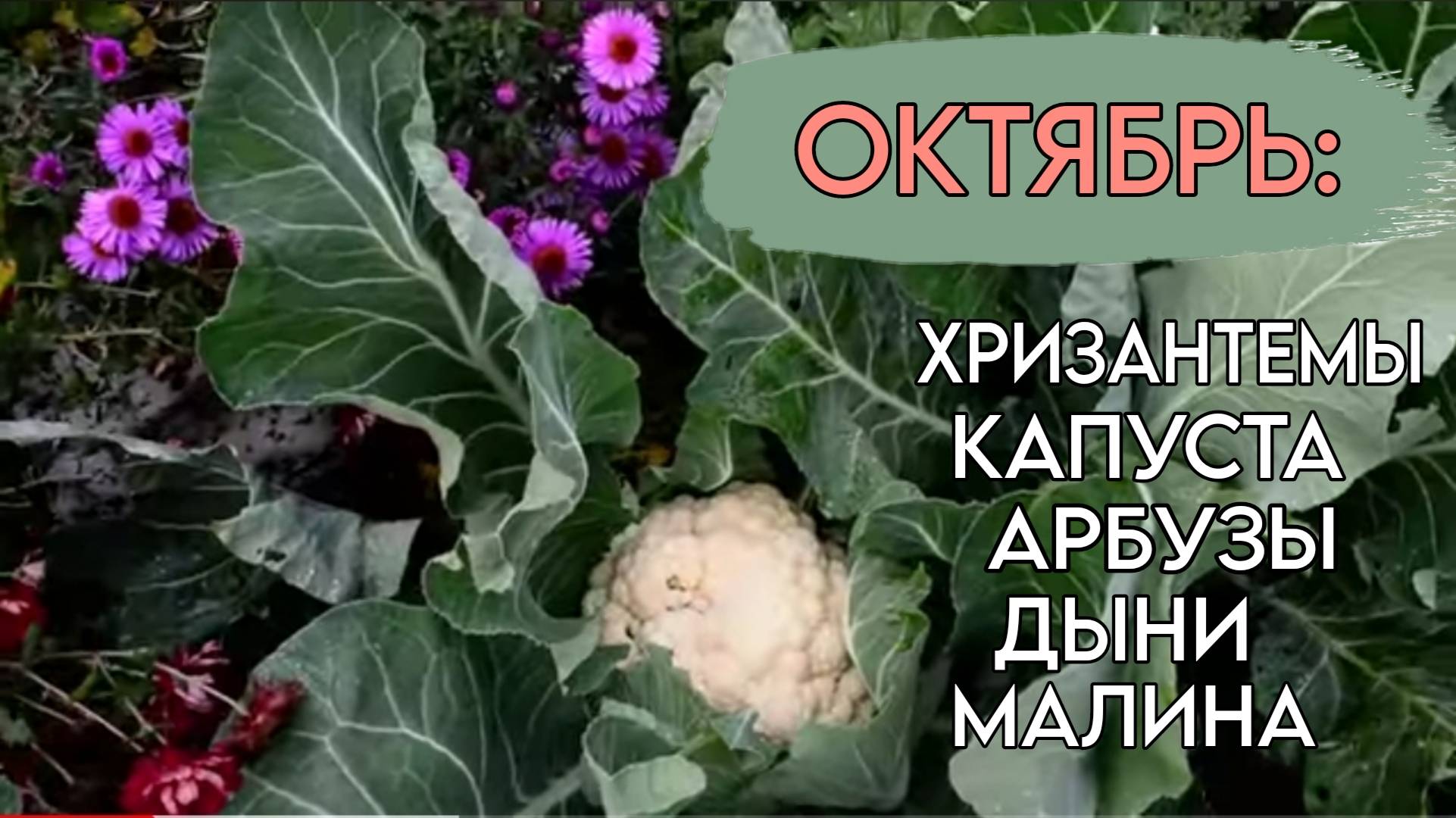 Октябрь: буйство хризантем, необычная капуста, дыни, арбуз и малина