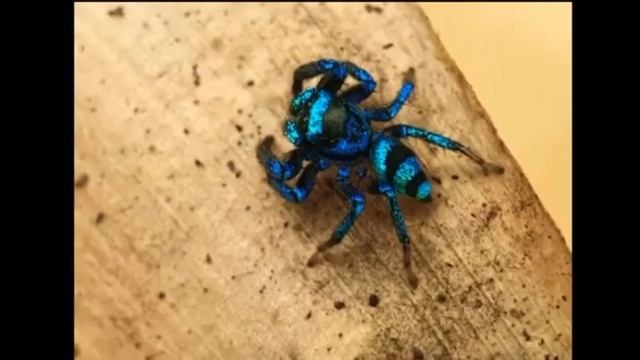 Thiania bhamoensis   прыгающий паук металлического синего цвета